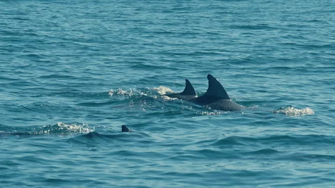 Several dolphins break the surface of calm blue water, their dorsal fins Stock Footage 341510780