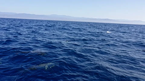 Several dolphins in front of a boat 2 Vídeo Stock 266342215