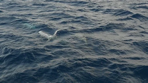 Several dolphins playing with each other in the Red Sea waters in slow motion Vídeo Stock 101202727