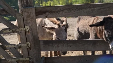 Several donkeys stand together and eat dry hay from a long wooden feeder Stock Footage 343424462