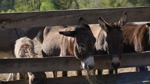 Several donkeys stand together and eat dry hay from a long wooden feeder Stockbeeldmateriaal 343424504