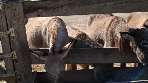 Several donkeys stand together and eat dry hay from a long wooden feeder 動画素材 343424656