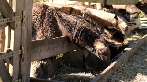 Several donkeys stand together and eat dry hay from a long wooden feeder 動画素材 343424667