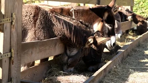 Several donkeys stand together and eat dry hay from a long wooden feeder 動画素材 343425081
