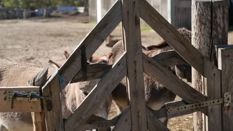 Several donkeys stand together behind a wooden fence in an outdoor farm 動画素材 343424980