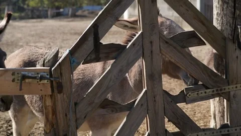Several donkeys stand together behind a wooden fence in an outdoor farm 動画素材 343425084
