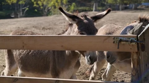 Several donkeys stand together behind a wooden fence in an outdoor farm Stock Footage 343425136