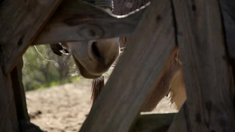 Several donkeys stand together behind a wooden fence 库存影片 344033013