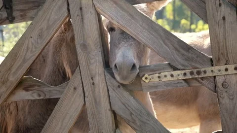 Several donkeys stand together behind a wooden fence Stockbeeldmateriaal 344033017