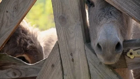 Several donkeys stand together behind a wooden fence 库存影片 344033027