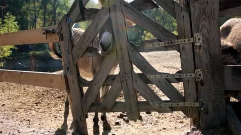 Several donkeys stand together behind a wooden fence 库存影片 344033180