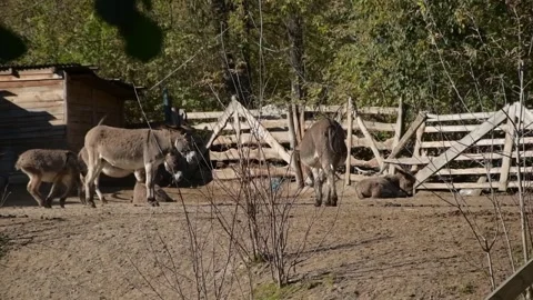 Several donkeys stand together inside a rustic outdoor farm enclosure 库存影片 343561967