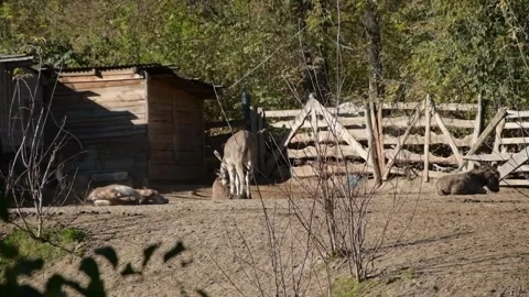 Several donkeys stand together inside a rustic outdoor farm enclosure Stock-Footage 343562008