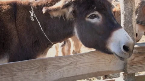 Several donkeys walk around inside a rustic outdoor enclosure 库存影片 344033303