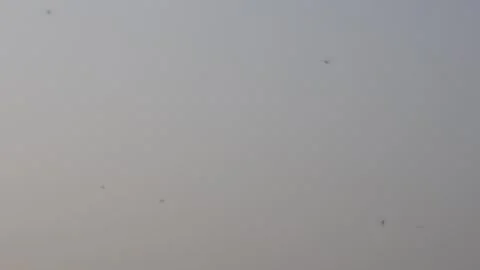 Several dragonflies are flying Stock-Footage 304060622