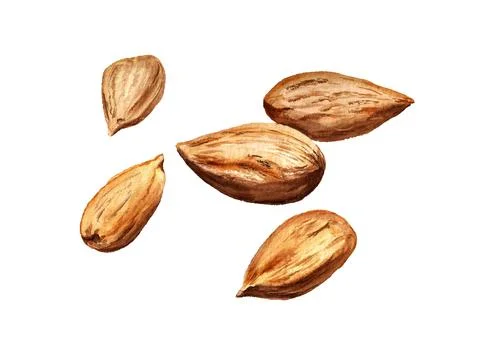Several dried almonds Stock Illustration
