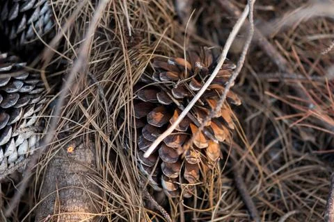 Several dried brown pine cones fallen on the ground Foto stock