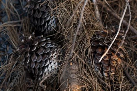 Several dried brown pine cones fallen on the ground Stock Photos