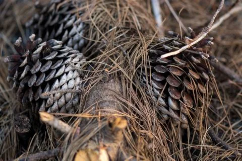 Several dried brown pine cones fallen on the ground Stock Photos