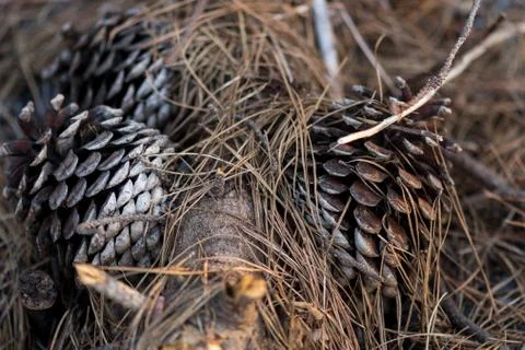 Several dried brown pine cones fallen on the ground Foto stock