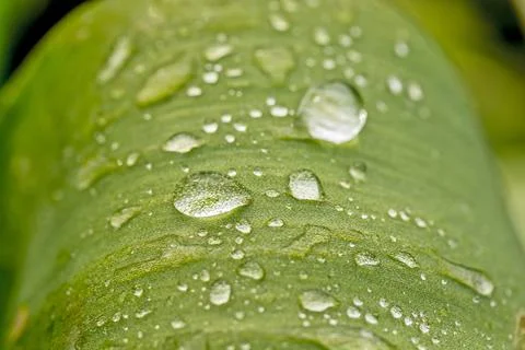 Several drops of water on a leaf Stock Photos