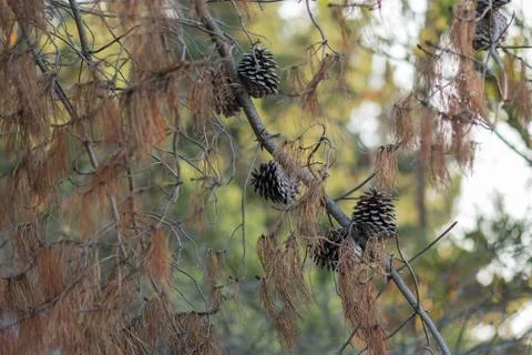 Several dry, brown pine cones hanging from a branch in summer Foto stock