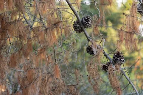 Several dry, brown pine cones hanging from a branch in summer Stock Photos