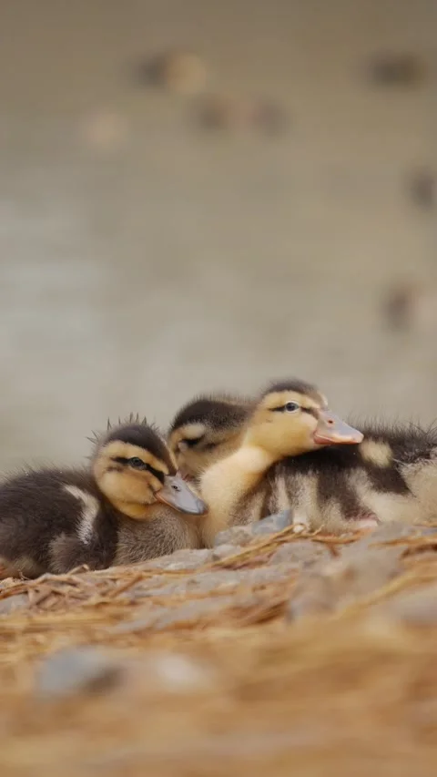 Several ducklings huddle together and rest on straw in a simple nest with a soft Stock Footage 346246229