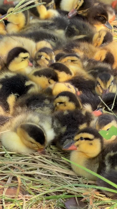 Several ducklings lie close together on grass in the shade of a tree while resti Stock Footage 341408177