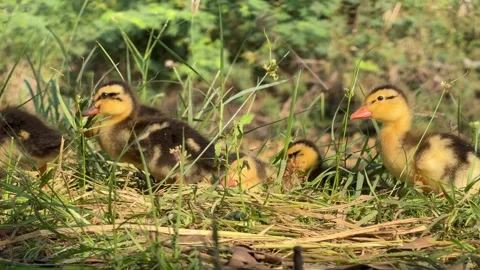 Several ducklings run side by side across grass on a rural duck farm, staying Stockbeeldmateriaal 334417096