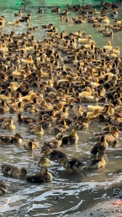 Several ducklings run side by side across grass on a rural duck farm, staying Video stock 334854208