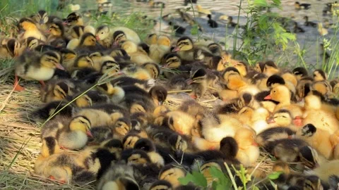 Several ducklings running side by side across grass on a countryside poultry far Stockbeeldmateriaal 338000990