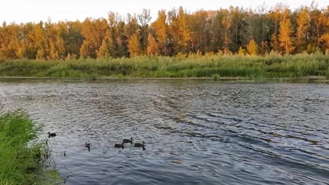 Several ducks are swimming in the river Stock Footage 255878036