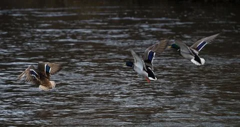 Several ducks flying over Saale river in jena Stock Photos