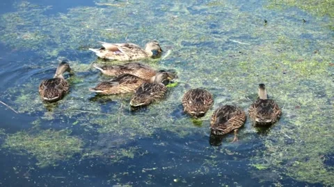 Several ducks Stock Footage 150708078