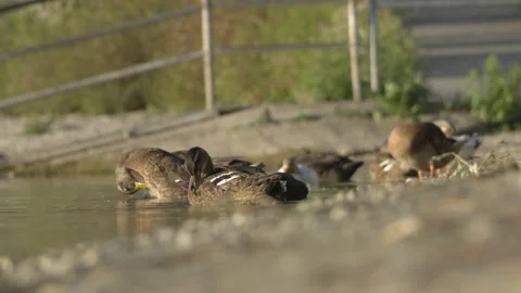 Several Ducks Preening Together Along Shallow Lakeshore in Linz Stock-Footage 342132672