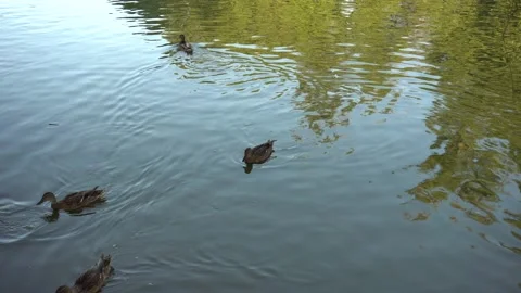 Several ducks quickly swim on the lake forming circles on the water Stock Footage 139025547