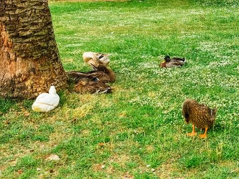 Several ducks rest under a tree on a grassy field. Wildlife behavior, natural Stock Photos