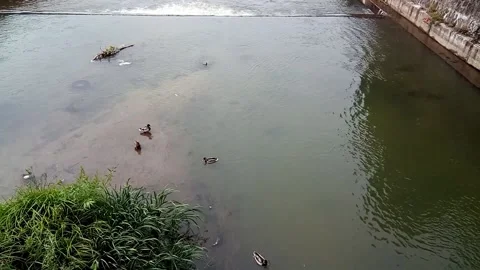 Several ducks in a river in Romania Stock-Footage 161466659