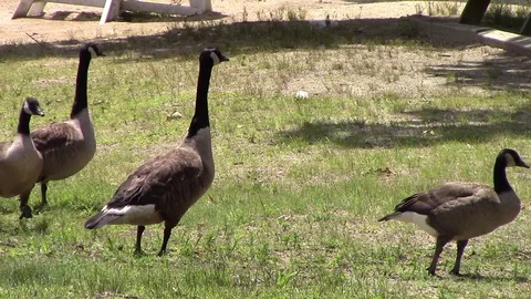 Several ducks standing around then walk over to the right Stock Footage 92473879