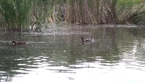Several ducks swim across a calm pond with a male mallard visible Stock Footage 339509368