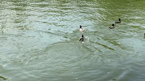 Several ducks swim in the pond of a large city park Stock Footage 189244679