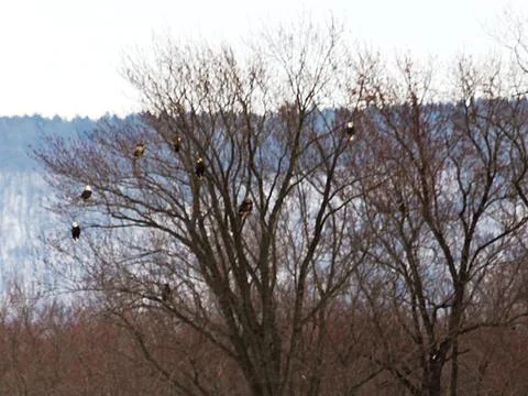 Several Eagles Perched In Trees Stock Photos