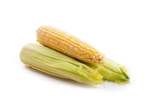Several ears of sweet corn isolated on a white background. . Stock Photos