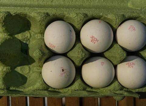 Several eggs in a box of eggs top view Stock Photos