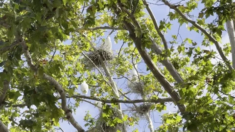 Several egrets standing in or near their nests Stock Footage 322551345