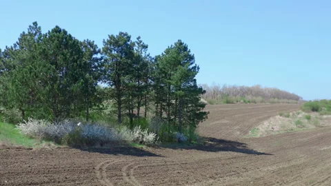 Several evergreen tree in a field -  drone shot Stock-Footage 152237567