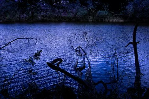 Several fallen tree branches in the lake at night. Blue light. Ghostly scene Stock Photos