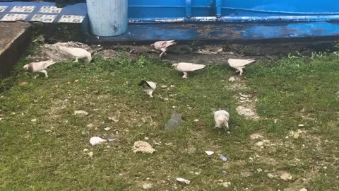 Several fancy pigeons with unique feathered feet Stock Footage 338421446