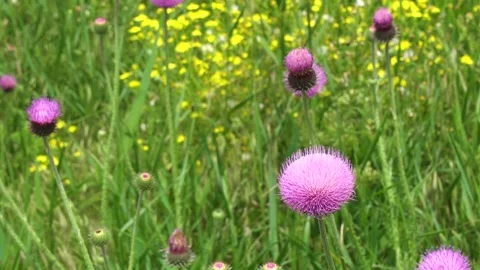 Several field flower swaying in wind on green meadow 库存影片 155877131
